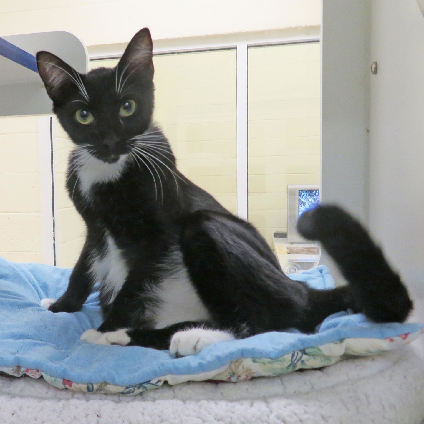 Indian River County Pet of the Week